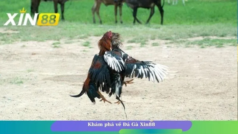 Luật đặt cược đá gà Xin88 phổ biến cho anh em Luật đặt cược đá gà Xin88 phổ biến cho anh em
