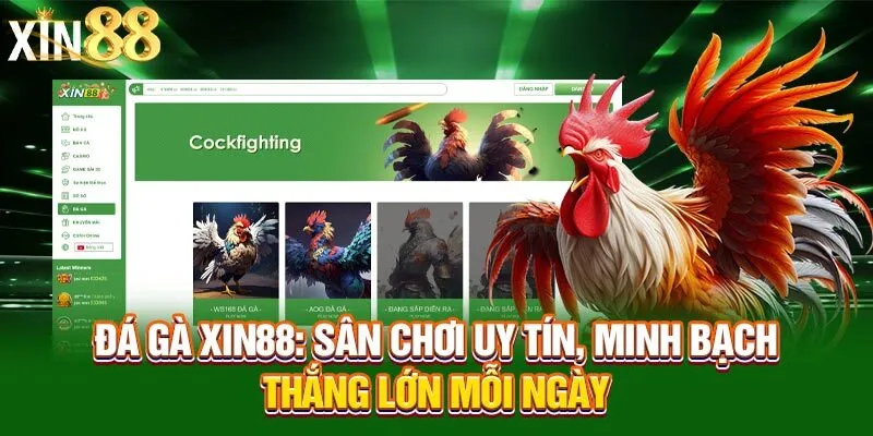 Mẹo chơi đá gà Xin88 giới thiệu sơ lược Mẹo chơi đá gà Xin88 giới thiệu sơ lược